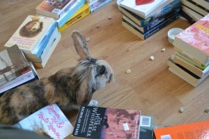 5-25-nanny-spelen-konijnen-drops-Sanal-huisdierenplein-kinderen-dieren-konijnenspel-spel-doolhof-grijs-konijn