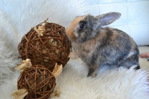 5-25-nanny-spelen-konijnen-huisdierenplein-kinderen-konijnenspel-speelballen-boredom-breaker