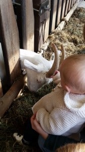 11-15-activiteit-amsterdam-amsterdamse-bos-wandelen-winter-zomer-herfst-lente-boerderij-kinderboerderij-pannenkoeken-geitjes-flesje-melk-geven-kinderen-baby