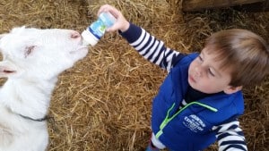 11-15-activiteit-amsterdam-amsterdamse-bos-wandelen-winter-zomer-herfst-lente-boerderij-kinderboerderij-pannenkoeken-geitjes-flesje-melk-geven-kinderen-jongen