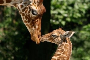 giraffe-met-jong_r_1920x1080.jpg__300x200_q85_crop_subsampling-2_upscale