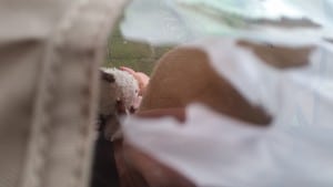 2-16-babyzen-yoyo-buggy-wagen-kinderwagen-stroller-heel-klein-opvouwbaar-vliegtuig-handbagage-handig-vakantie-amsterdam-hal-gang-kijken